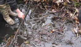 黄鳝养殖技术视频,从入门到精通的养殖秘诀